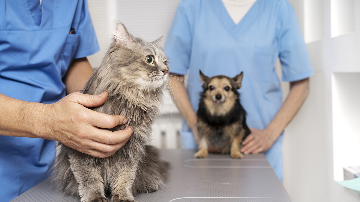 découvrez les tarifs des mutuelles pour chiens en 2023. protégez votre compagnon à quatre pattes avec une couverture adaptée à ses besoins tout en maîtrisant votre budget. comparez les offres et trouvez la mutuelle idéale pour assurer la santé de votre fidèle ami.