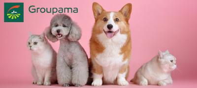 découvrez les tarifs des mutuelles pour chiens en 2023. comparez les offres pour protéger la santé de votre compagnon à quatre pattes tout en maîtrisant votre budget. informez-vous sur les garanties, les remboursements et les avants pour faire le meilleur choix pour votre chien.